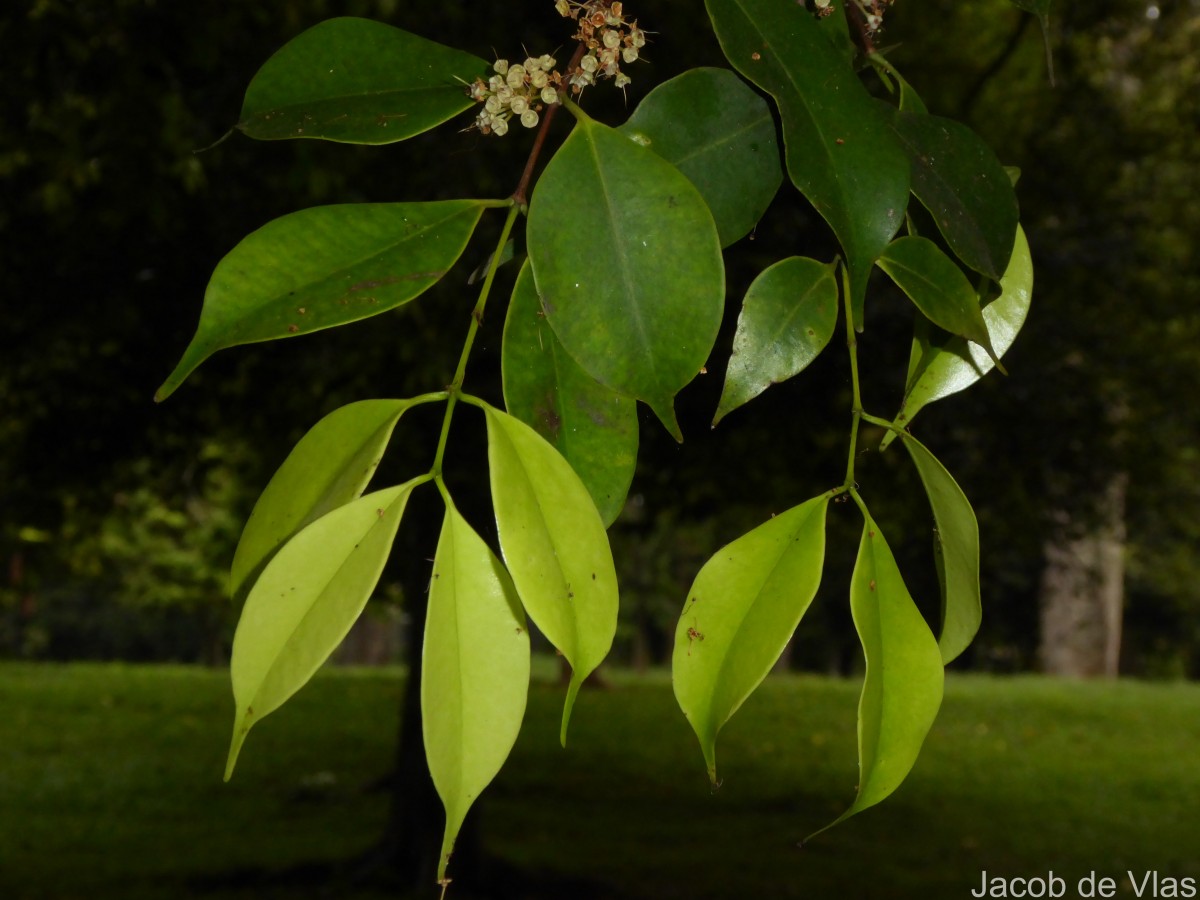 Memecylon rostratum Thwaites